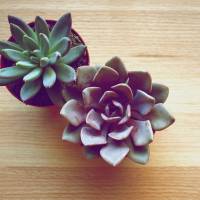 4 (très) bonnes raisons de pimper son intérieur avec des succulentes