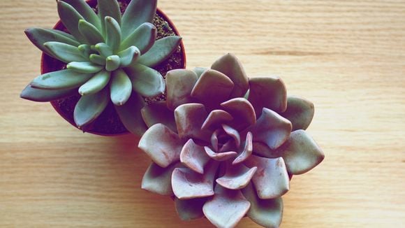 4 (très) bonnes raisons de pimper son intérieur avec des succulentes