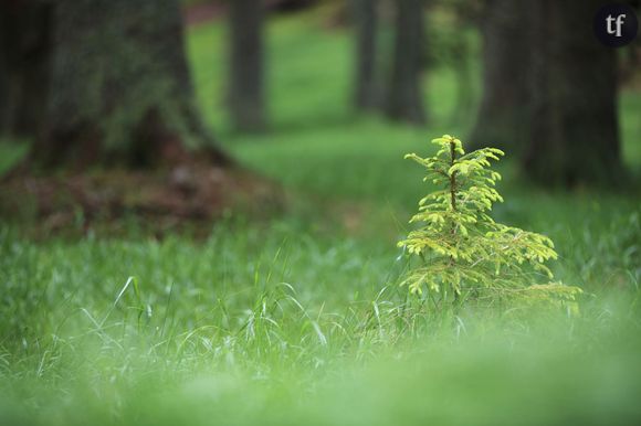 Plantez votre sapin en pot