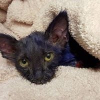 Le sort d'un chaton maltraité peint en violet fend le coeur des internautes