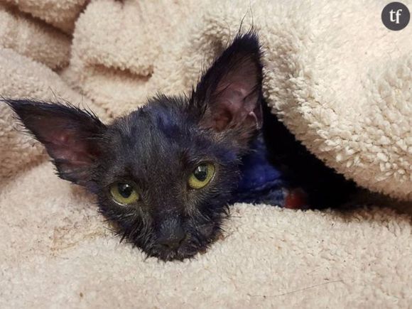 Smurf, le chaton qui servait de jouet aux chiens