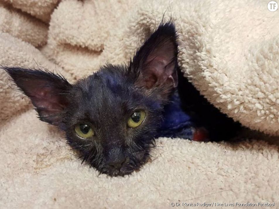 Le Sort D Un Chaton Maltraite Peint En Violet Fend Le Coeur Des Internautes Terrafemina