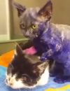  Le sort d'un chaton maltraité peint en violet émeut le Web 