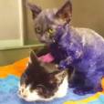  Le sort d'un chaton maltraité peint en violet émeut le Web 