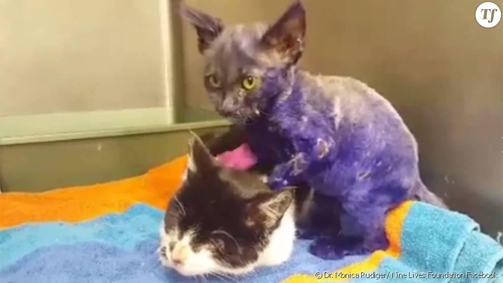  Le sort d&#039;un chaton maltraité peint en violet émeut le Web 