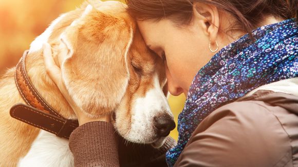 Votre chien ressent vos émotions, c'est scientifiquement prouvé