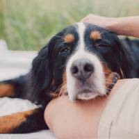 Pourquoi les chats et les chiens ne peuvent-ils pas manger de chocolat ?