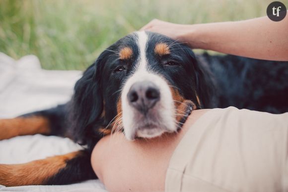 Pourquoi il ne faut pas donner du chocolat à manger à son chat ou son chien