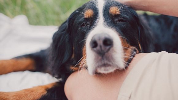 Pourquoi les chats et les chiens ne peuvent-ils pas manger de chocolat ?