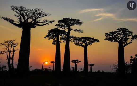 Pays des Baobabs