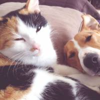 Chats ou chiens : qui nous aime le plus ?