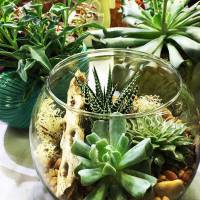 Green DIY : comment faire un joli terrarium ?