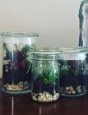   Jars, lanternes, vases, théières, verres... (presque) tous les récipients sont bons pour accueillir votre terrarium  