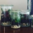   Jars, lanternes, vases, théières, verres... (presque) tous les récipients sont bons pour accueillir votre terrarium  