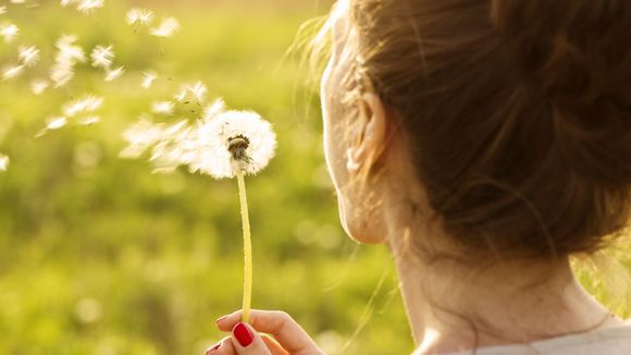 Le pissenlit : 5 raisons de se réconcilier avec cette mauvaise herbe magique
