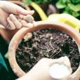 Guerrilla Gardening: quand planter devient un acte de résistance écologique