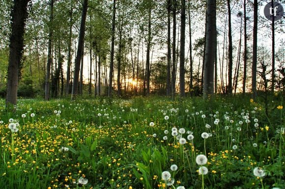 La forêt enchantée