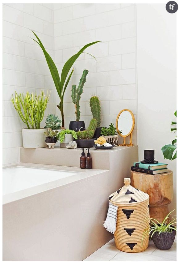 Idée déco n°4 : des cactus dans la salle de bain