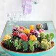 Idée déco n°9 : des cactus dans la cuisine