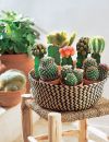 Idée déco n°11 : des cactus dans un panier