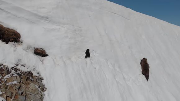 Non, cette vidéo d'ourson n'est pas mignonne : c'est de la maltraitance animale