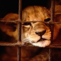 Adopter un lionceau : la tendance choquante qui monte en France