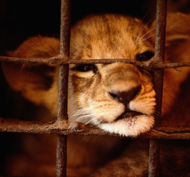 Maltraitance Animale L Adoption Illegale De Lionceaux Devient Tendance Terrafemina