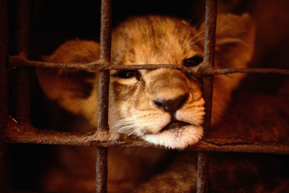Adopter un lionceau : la tendance absurde et choquante qui monte en France