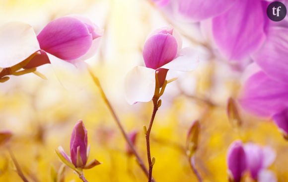 Fleurs de magnolia