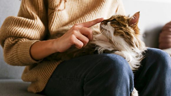 Mais pourquoi la droite américaine s'attaque-t-elle aux "femmes à chats" ?