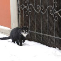 Le chat est un dangereux prédateur pour les oiseaux