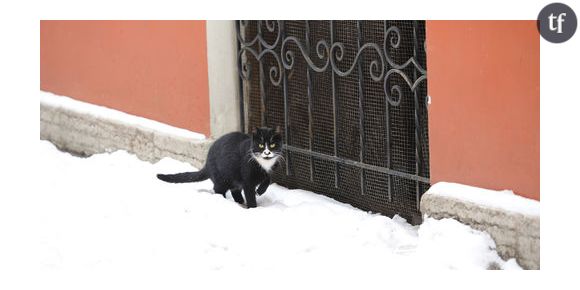 Le chat est un dangereux prédateur pour les oiseaux