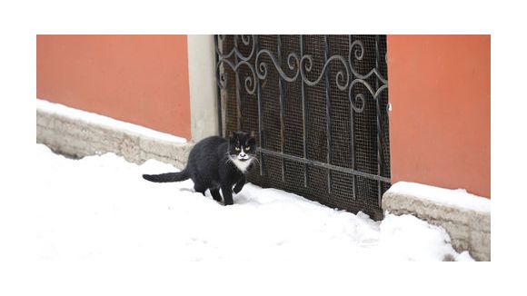 Le chat est un dangereux prédateur pour les oiseaux