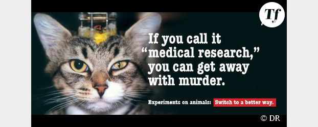 Des chats torturés et décapités pour des recherches contre la surdité - Vidéo