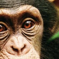 Nos lecteurs ont vu le dernier né de Disney Nature : "Chimpanzés"