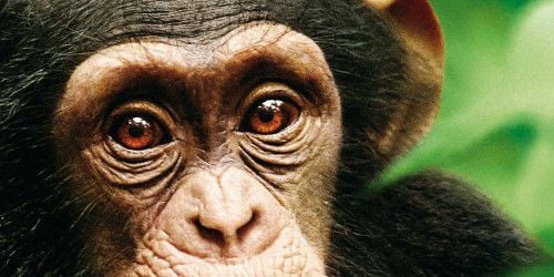 Nos lecteurs ont vu le dernier né de Disney Nature : "Chimpanzés"