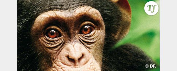 Nos lecteurs ont vu le dernier né de Disney Nature : "Chimpanzés"