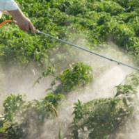 Des pesticides cancérigènes dans les cheveux d’ouvriers viticoles