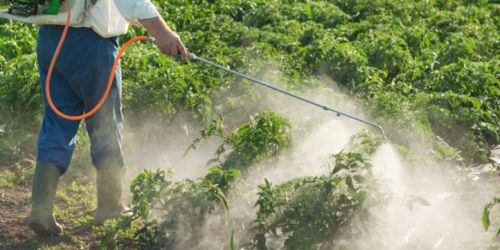 Des pesticides cancérigènes dans les cheveux d’ouvriers viticoles