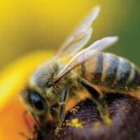 Une attraction électrique entre les fleurs et les abeilles