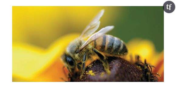 Une attraction électrique entre les fleurs et les abeilles