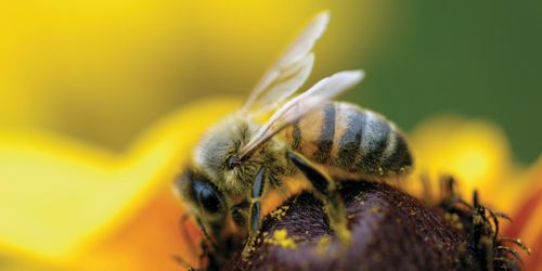 Une attraction électrique entre les fleurs et les abeilles