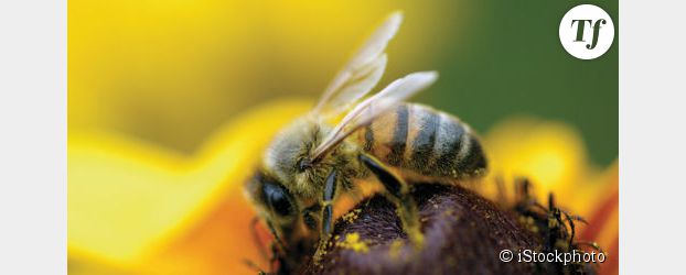 Une attraction électrique entre les fleurs et les abeilles