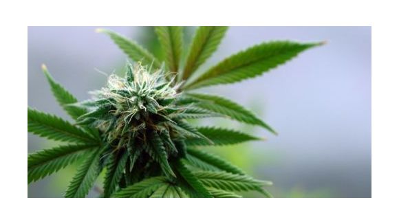 Médicament dérivé du cannabis : l'étude du Sativex, 1er pas vers la dépénalisation ?