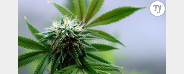 Médicament dérivé du cannabis : l'étude du Sativex, 1er pas vers la dépénalisation ?