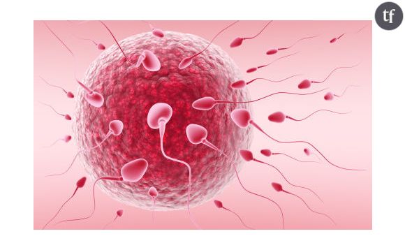 Les spermatozoïdes sont plus nombreux et actifs en hiver