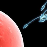 Fertilité : les spermatozoïdes en meilleure forme pendant l'hiver