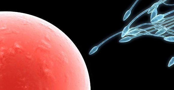 Fertilité : les spermatozoïdes en meilleure forme pendant l'hiver