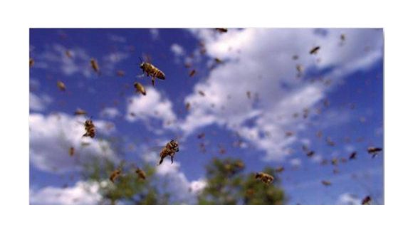 Pollen : Disney reverse une partie des recettes de son dernier film