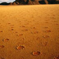 Les termites de sable responsables des cercles de fées ?